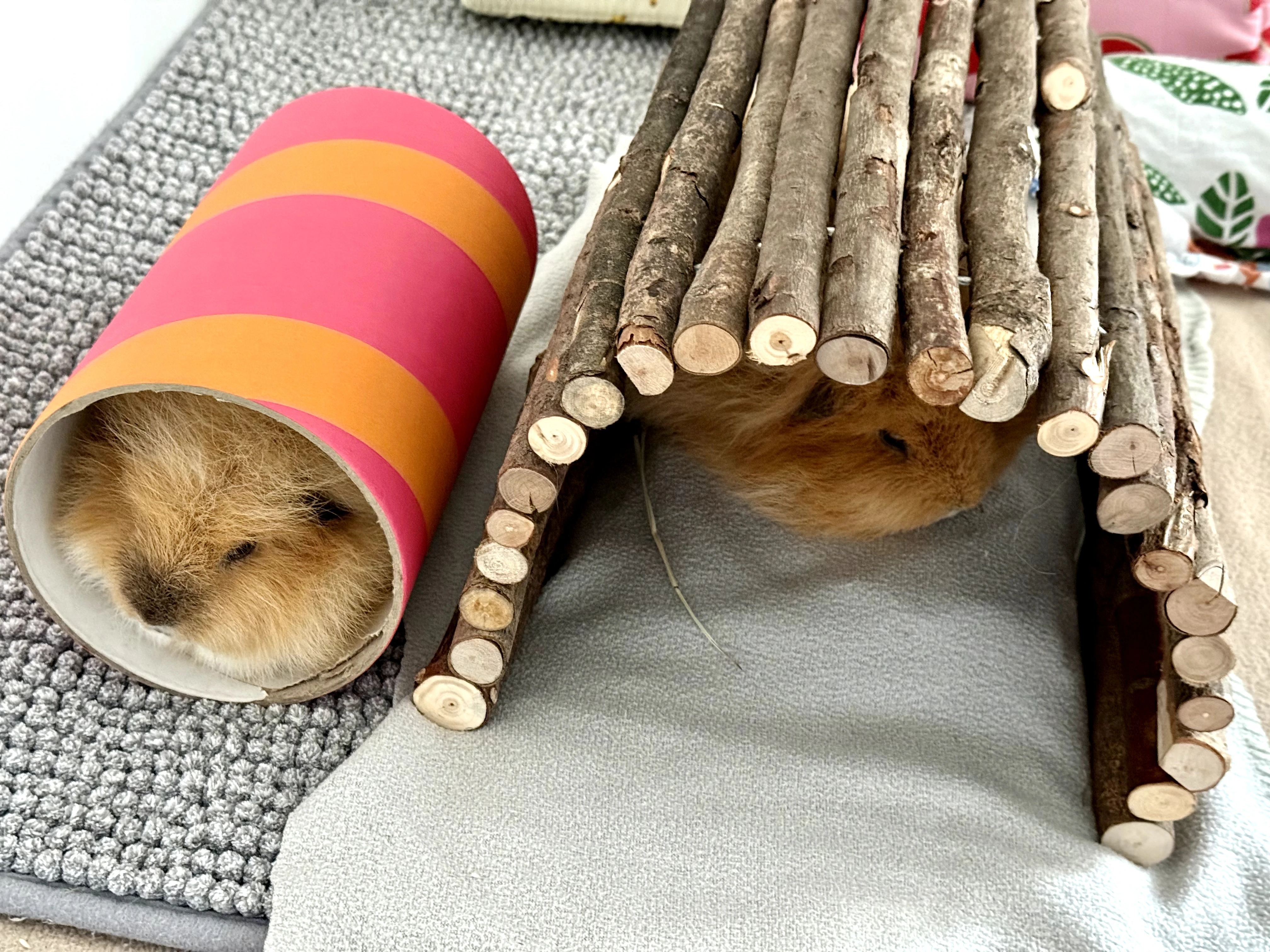 Guinea pig gallery image