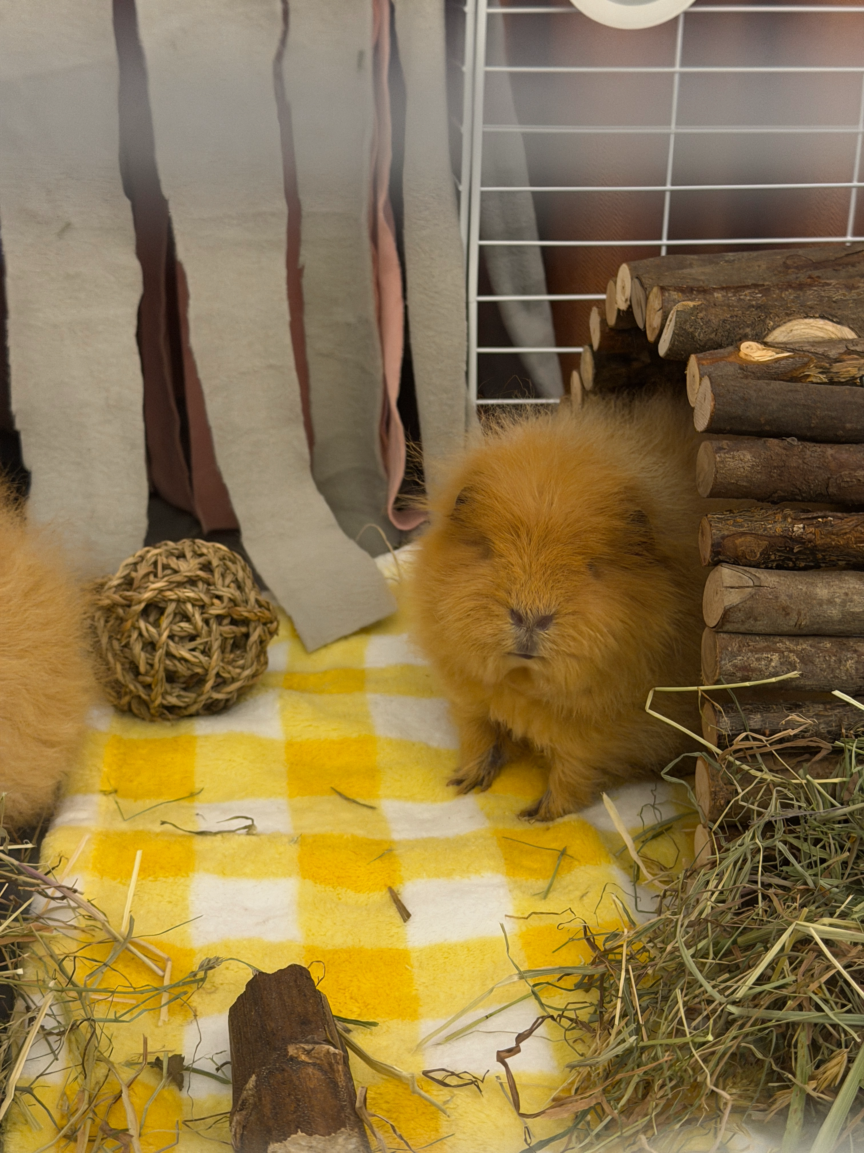 Guinea pig gallery image