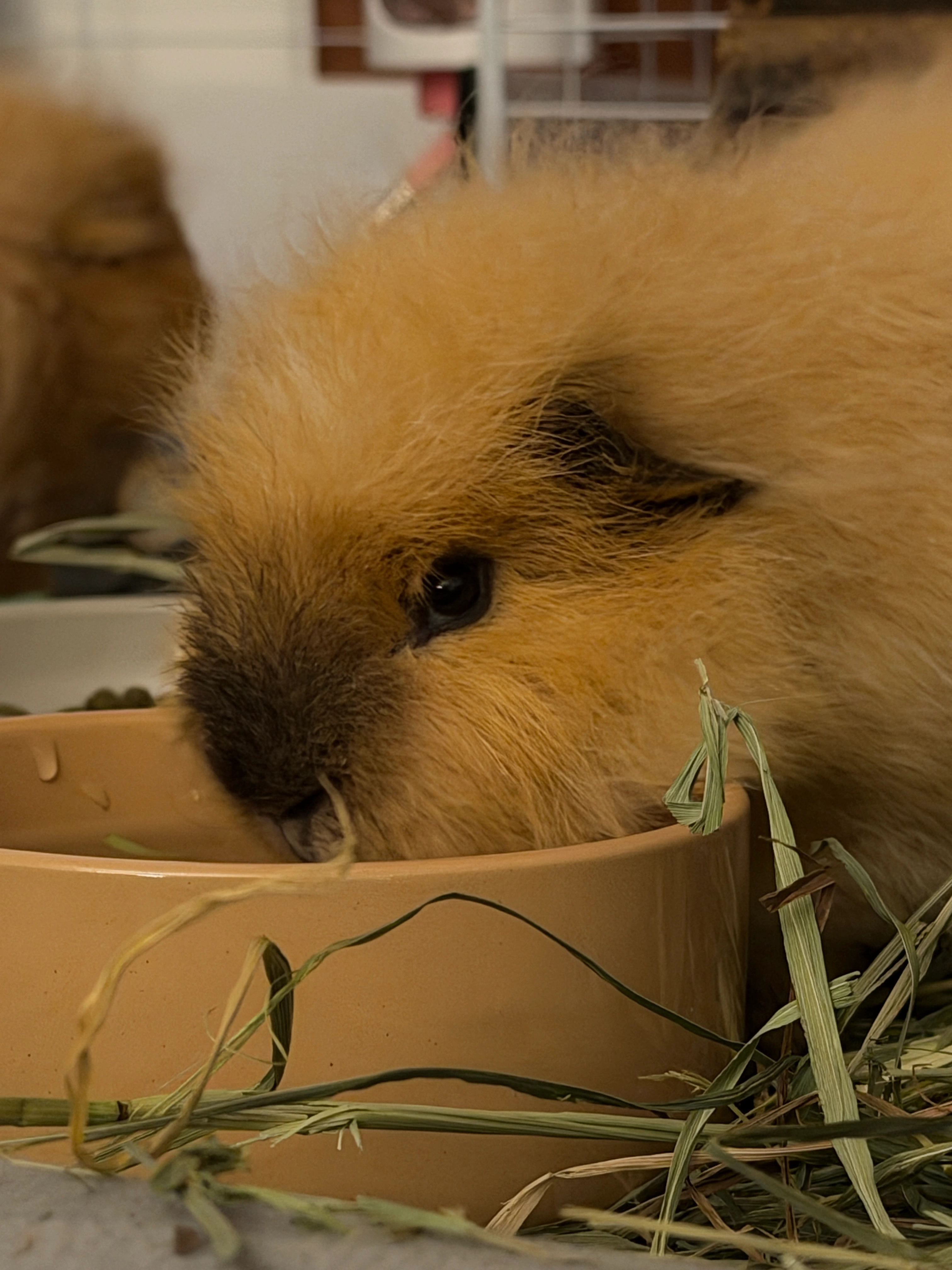 Guinea pig gallery image