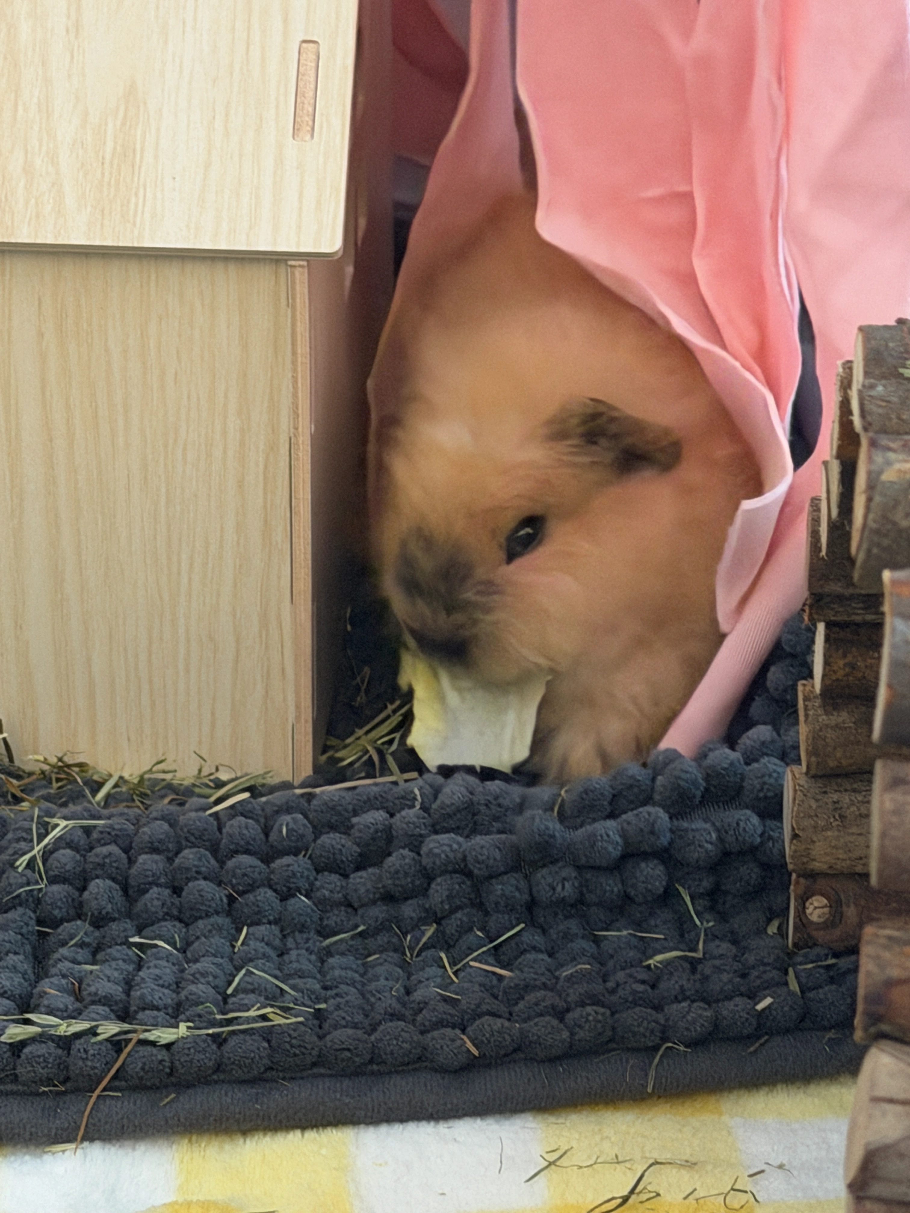 Meo munching on some salad