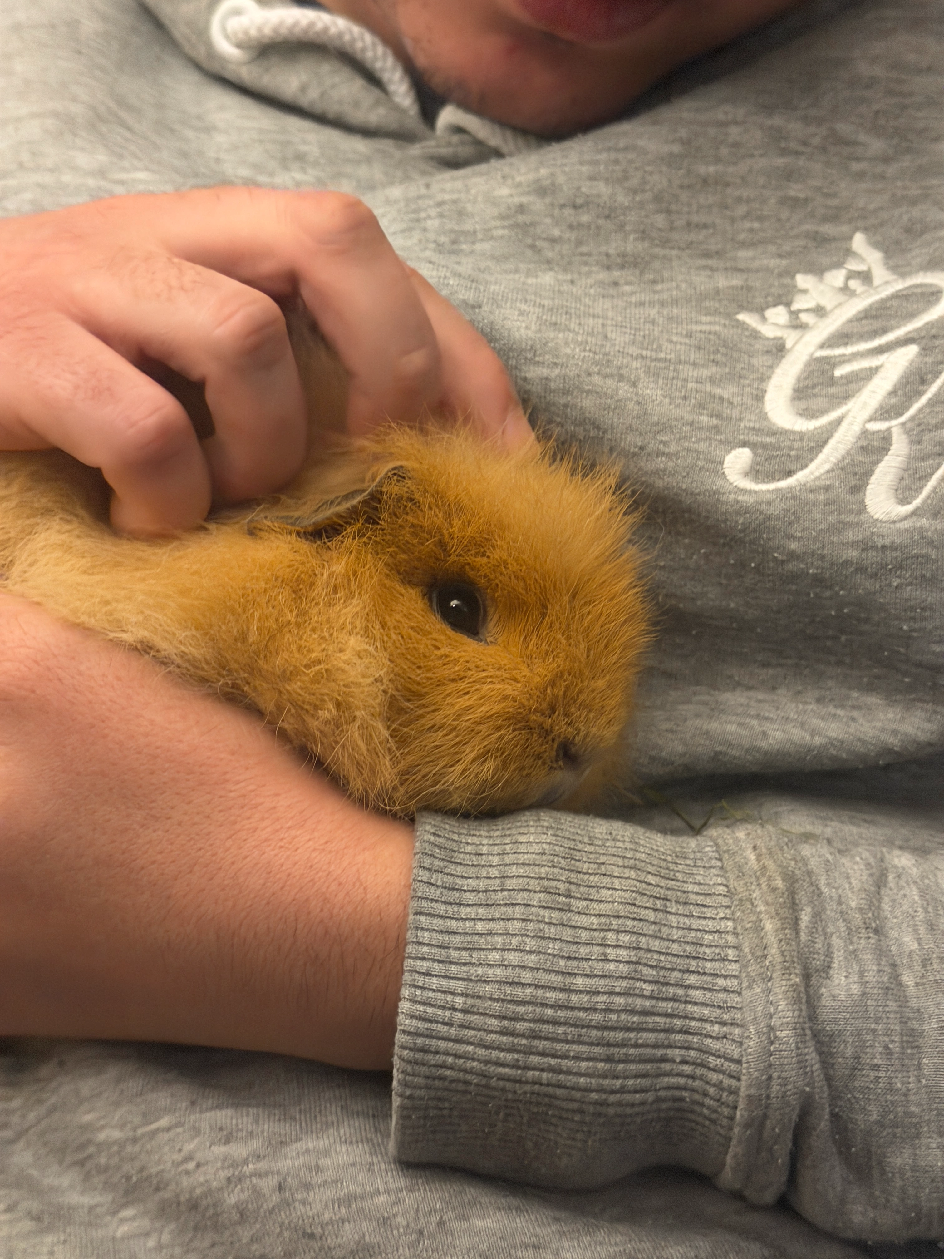 Guinea pig gallery image