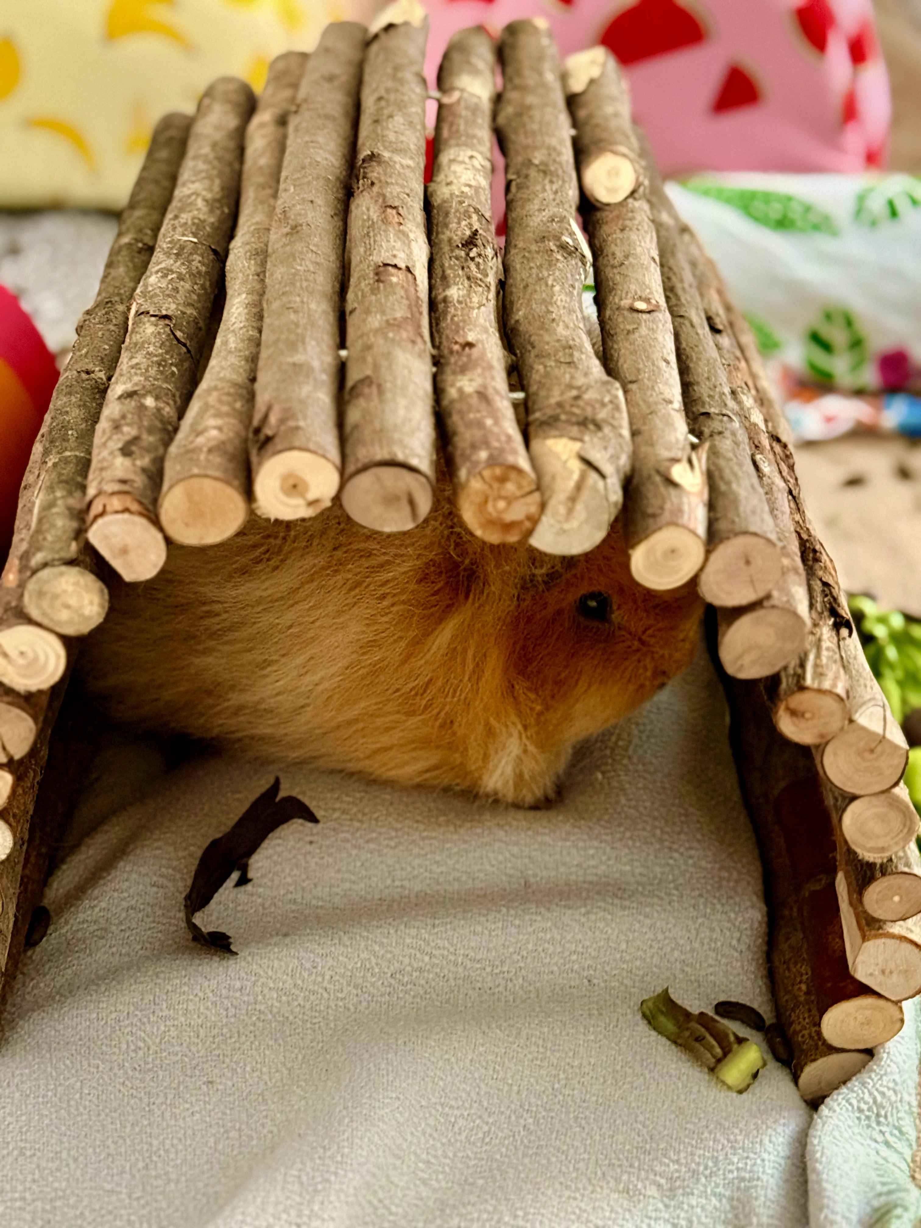 Guinea pig gallery image