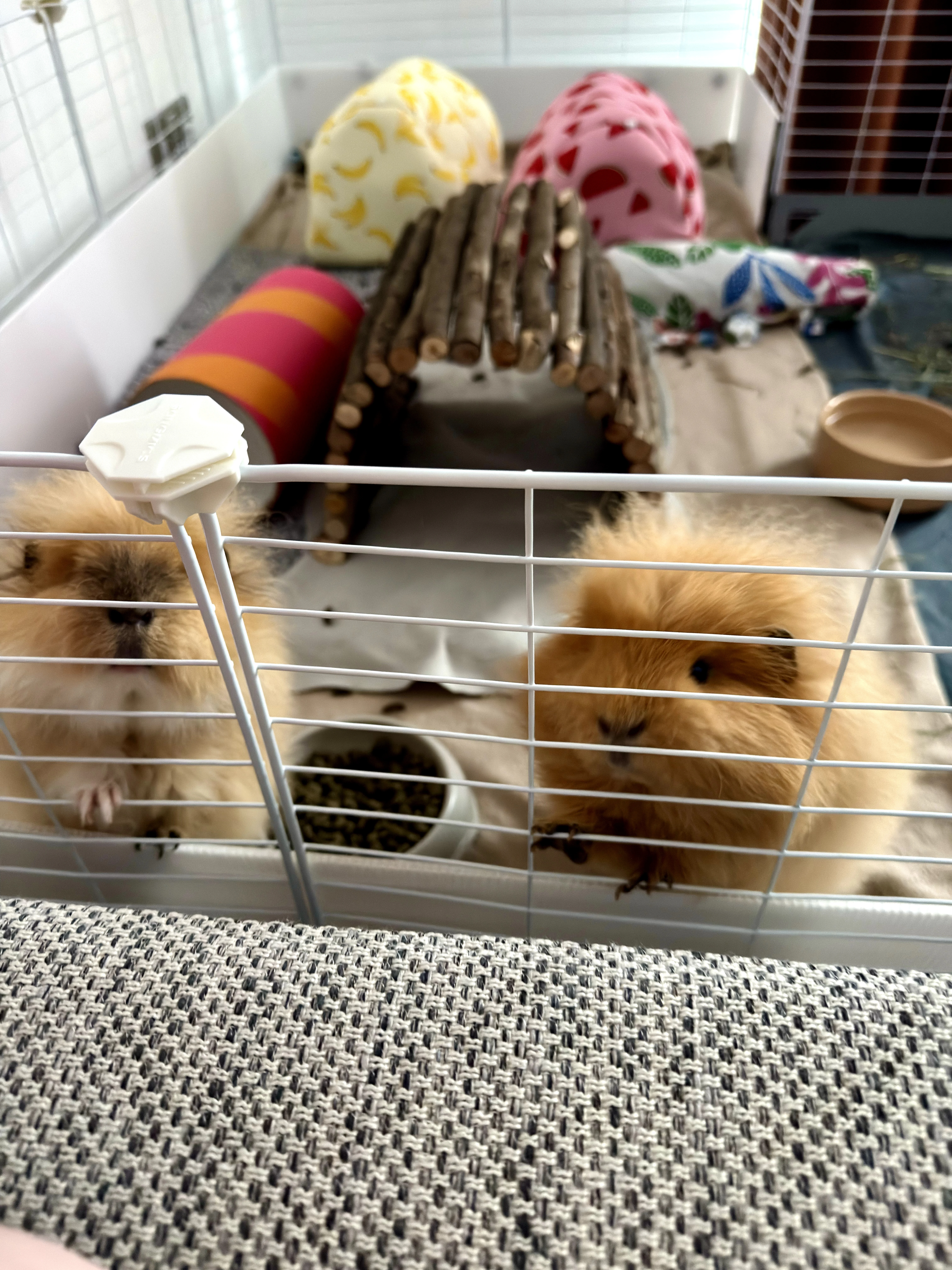 Guinea pig gallery image
