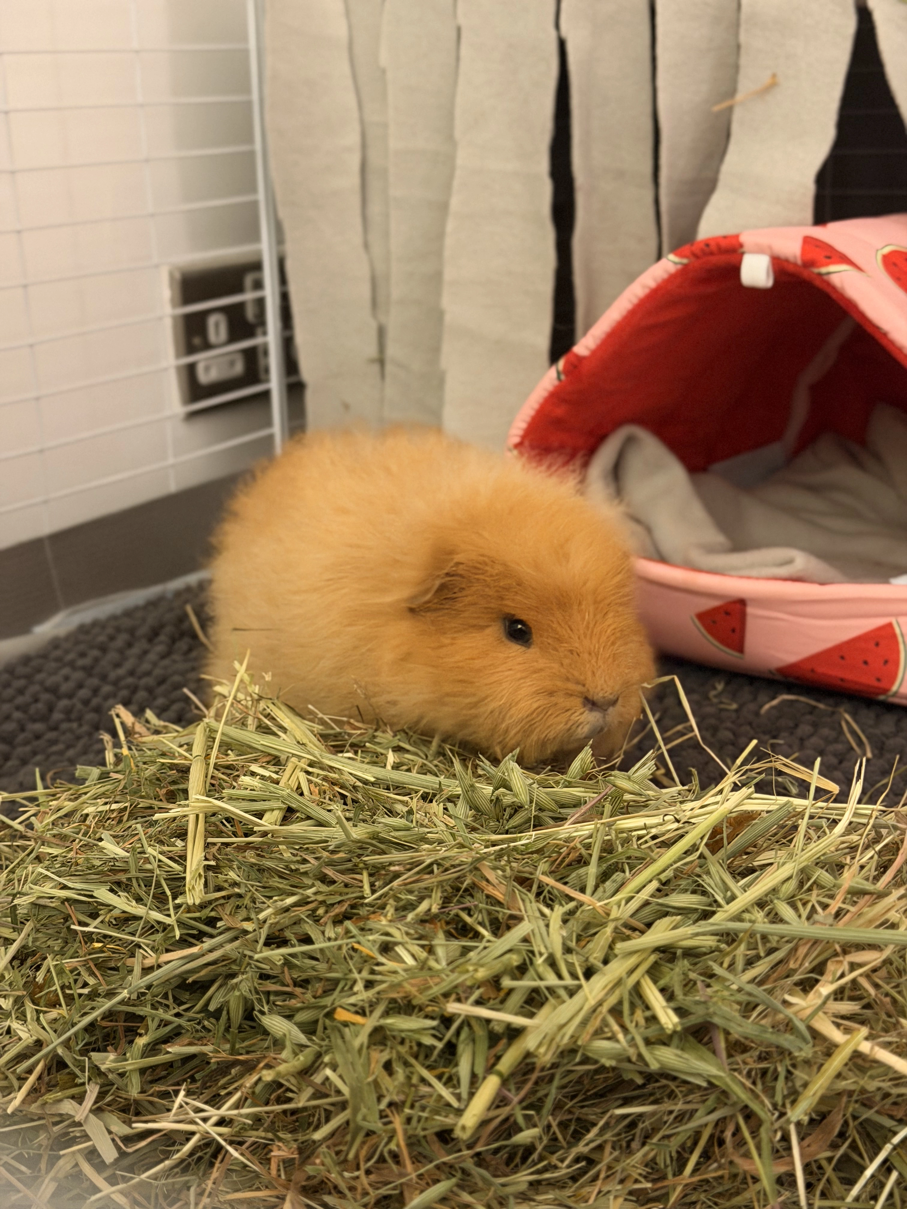 Guinea pig gallery image