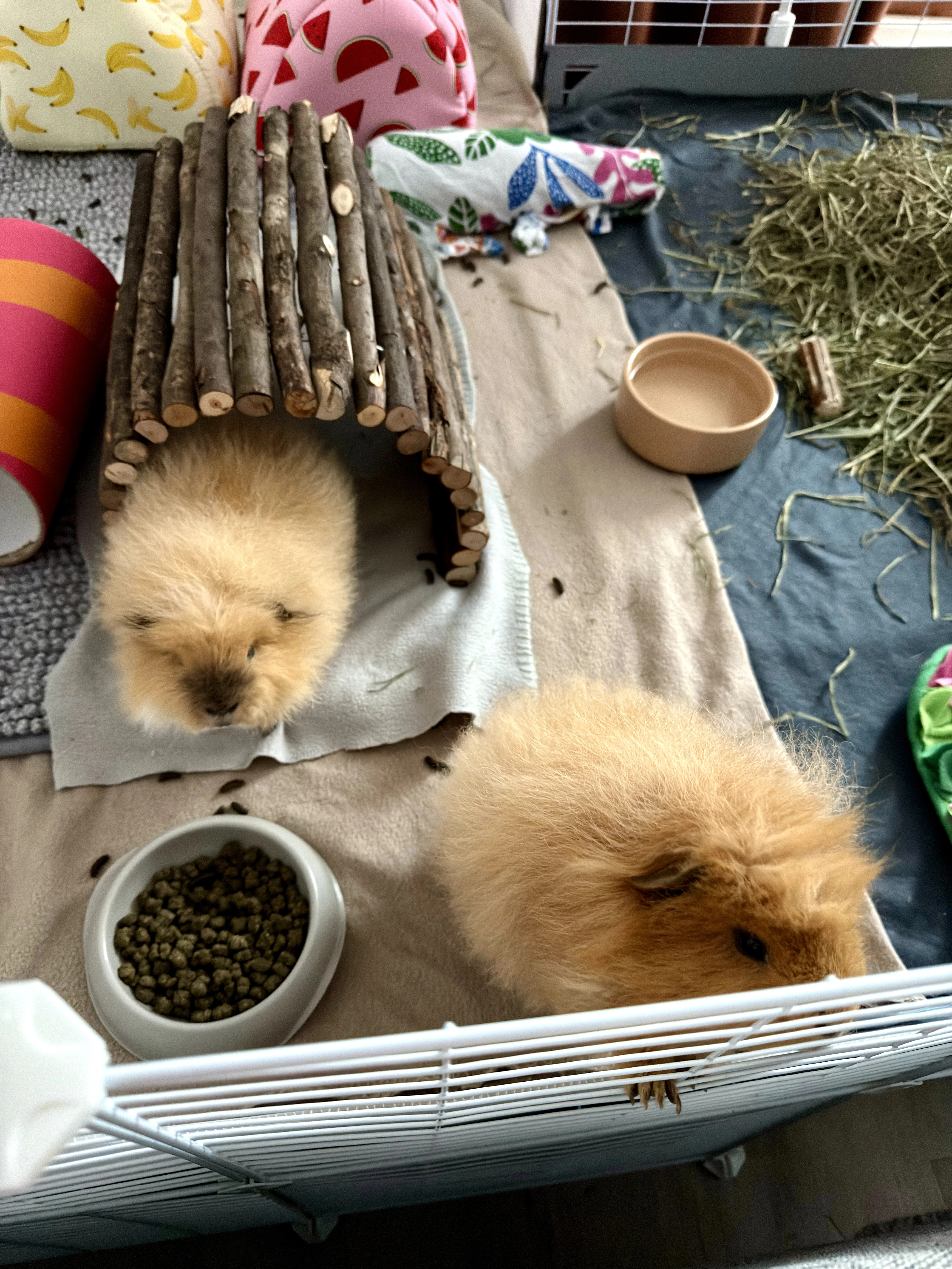 Guinea pig gallery image