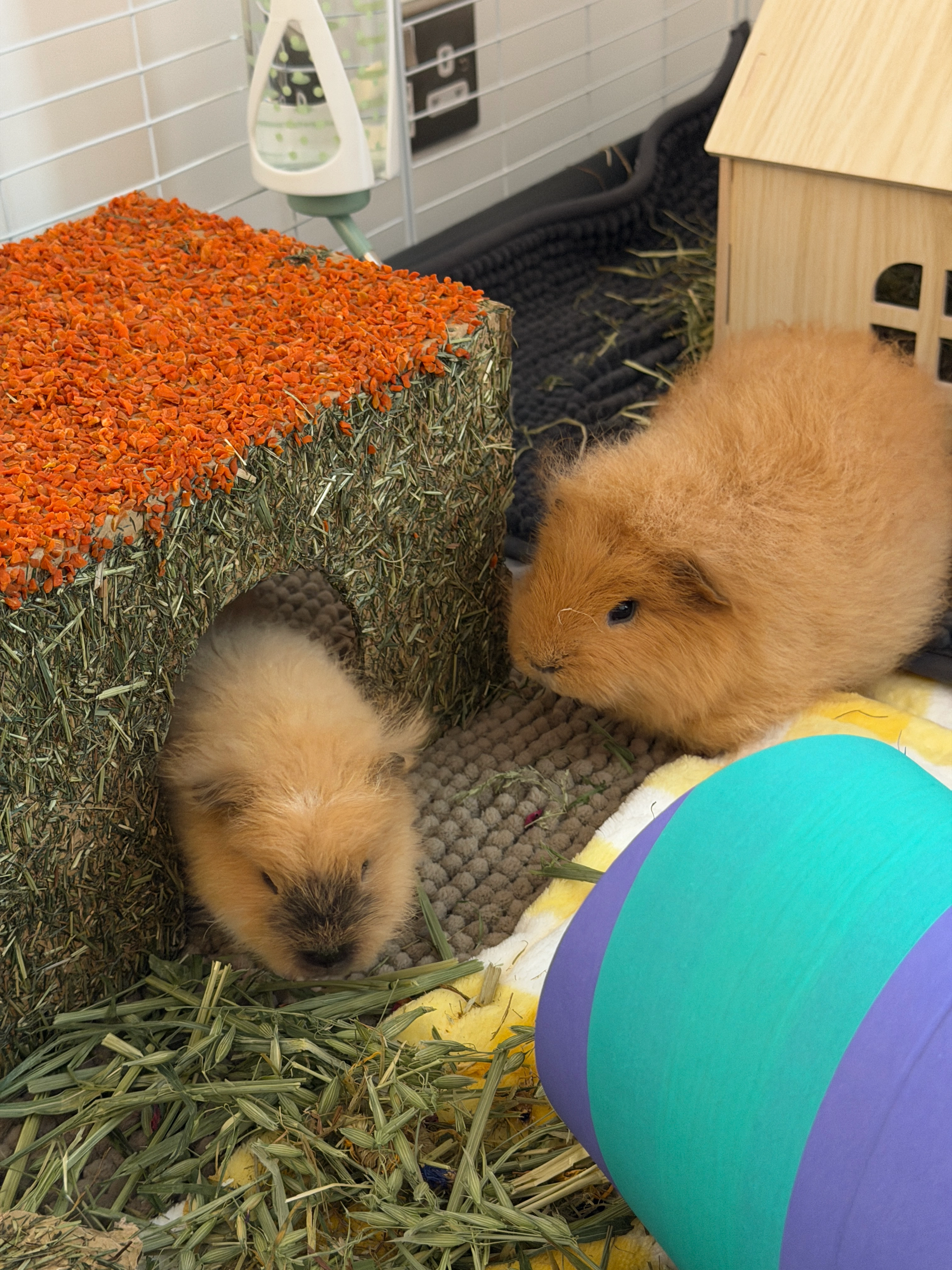 Guinea pig gallery image