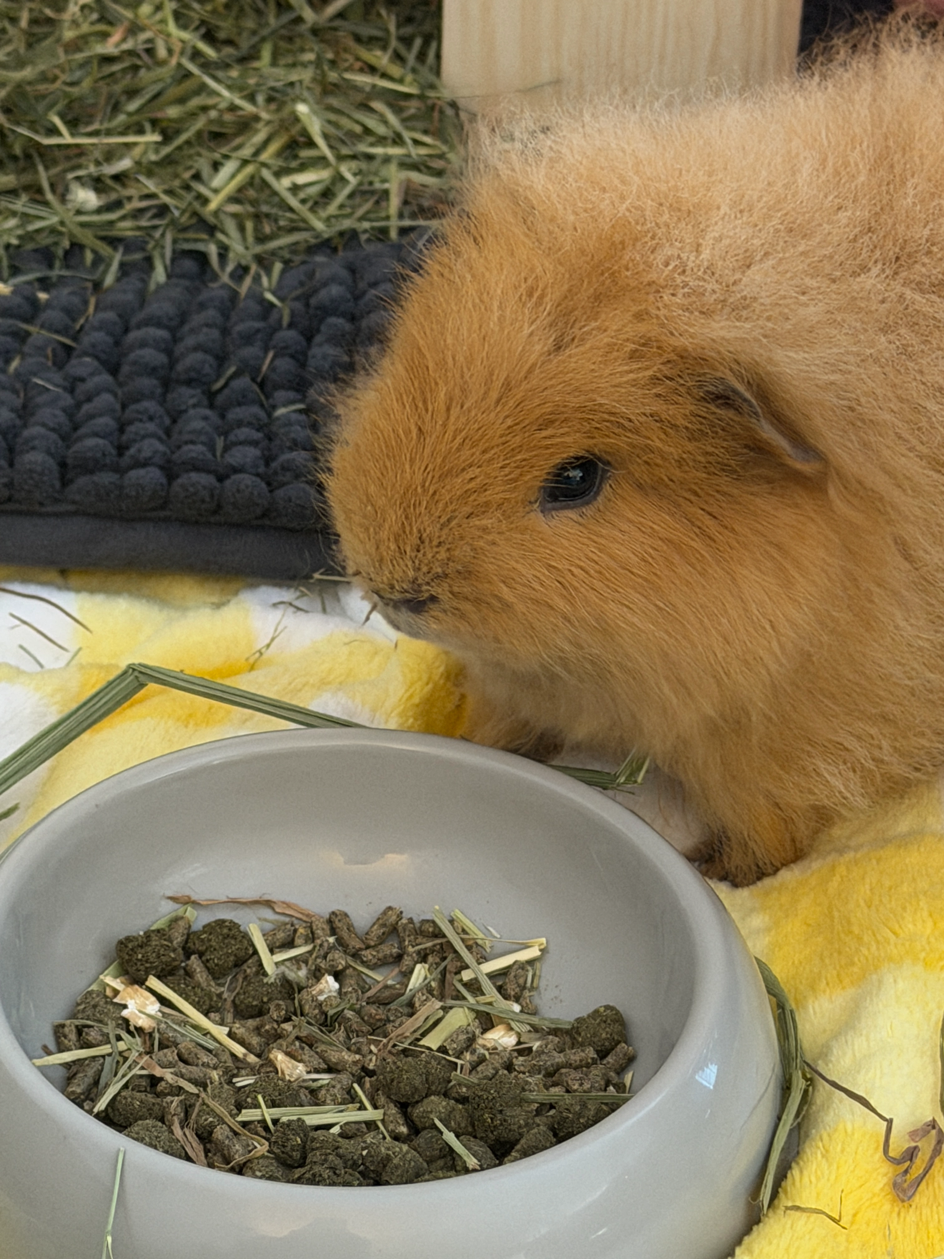 Guinea pig gallery image