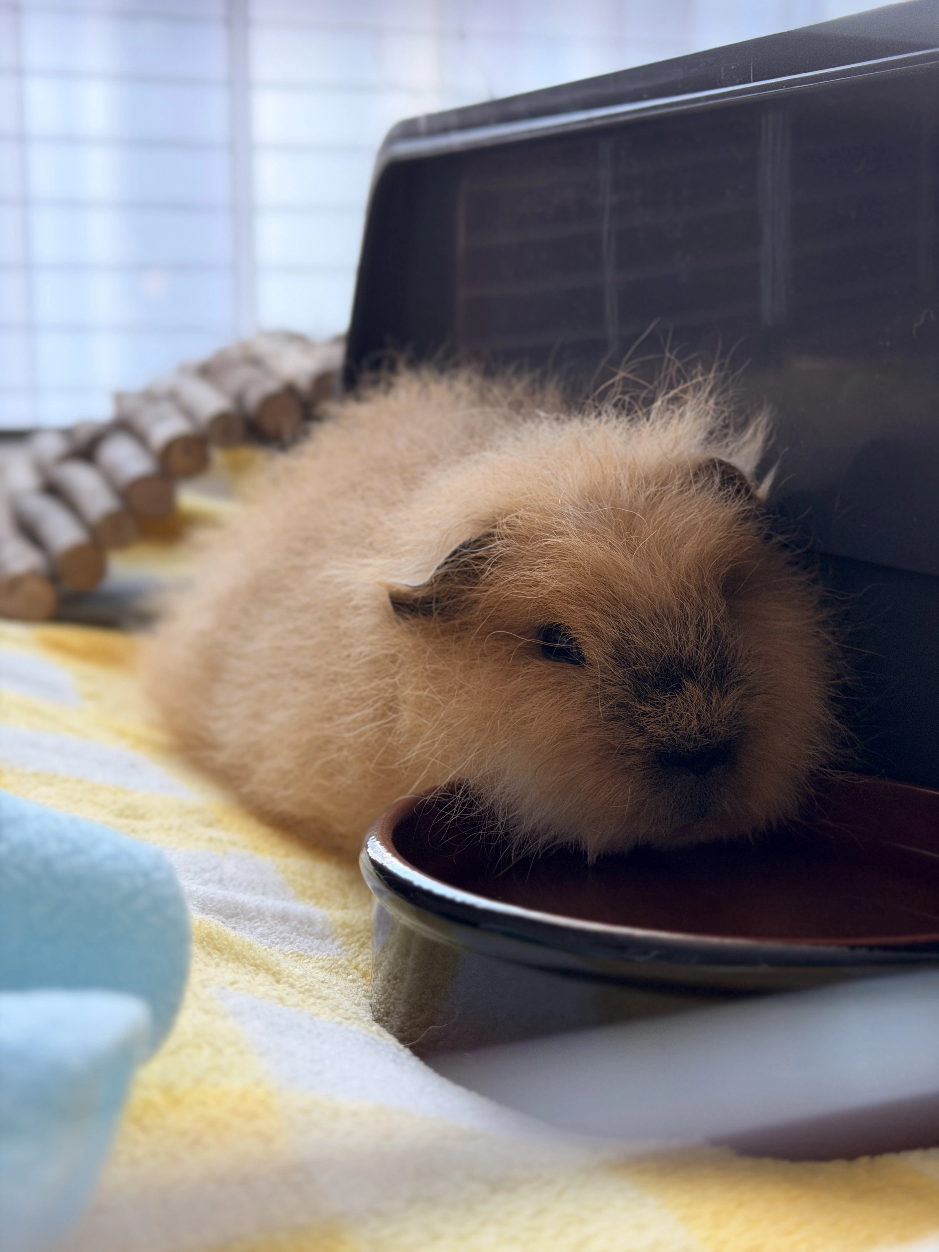 Meo's first day at home