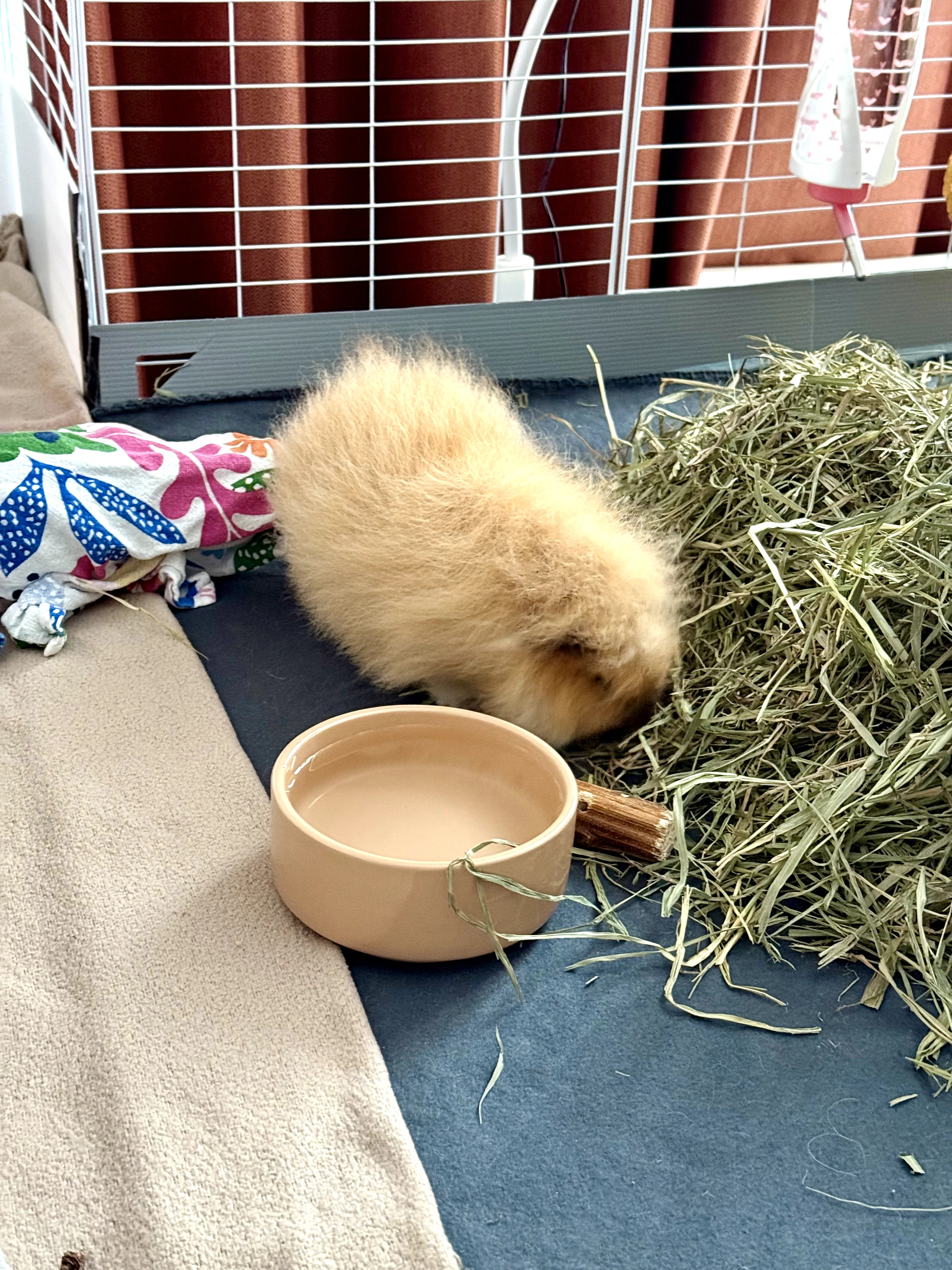 Guinea pig gallery image