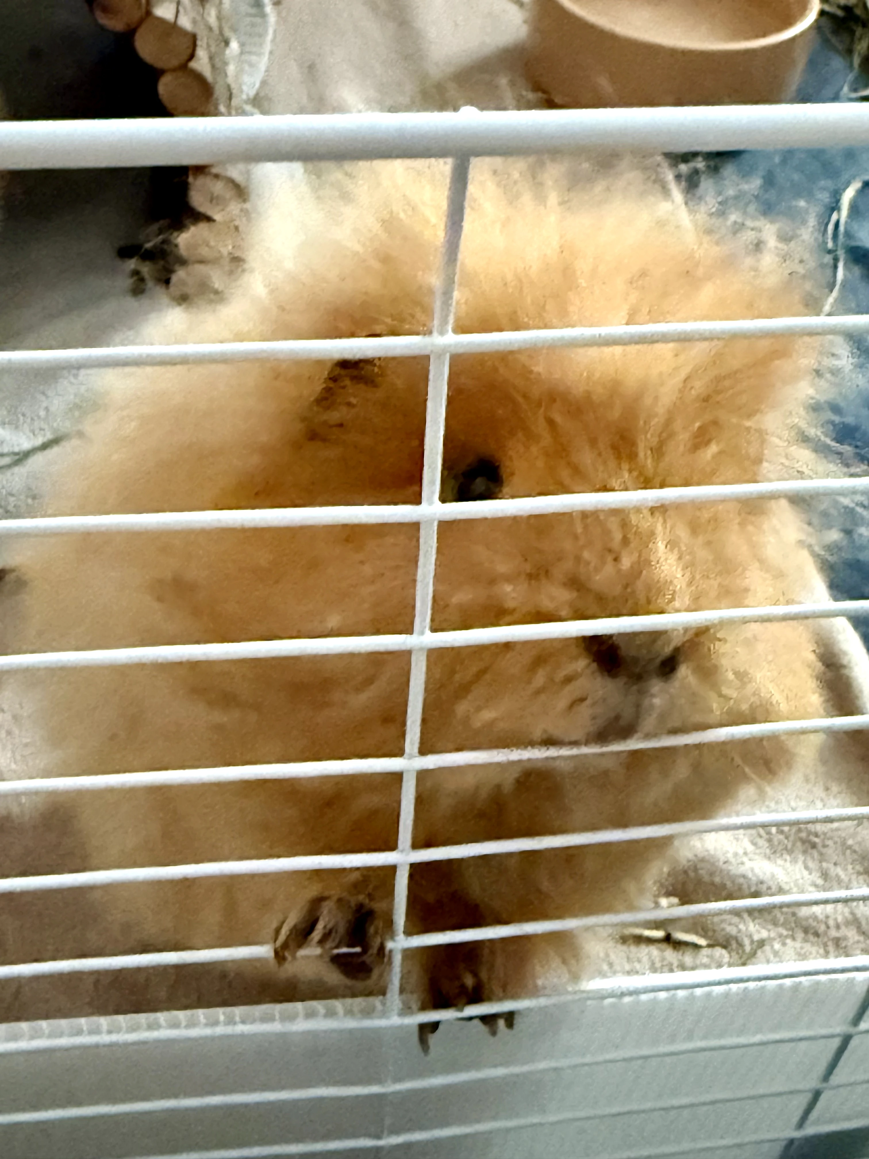 Guinea pig gallery image